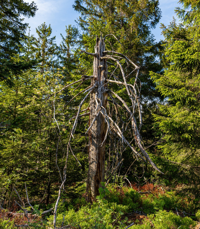 Arbre mort nécessitant une taille ou un abattage par Périer Jean-Louis à Baurech