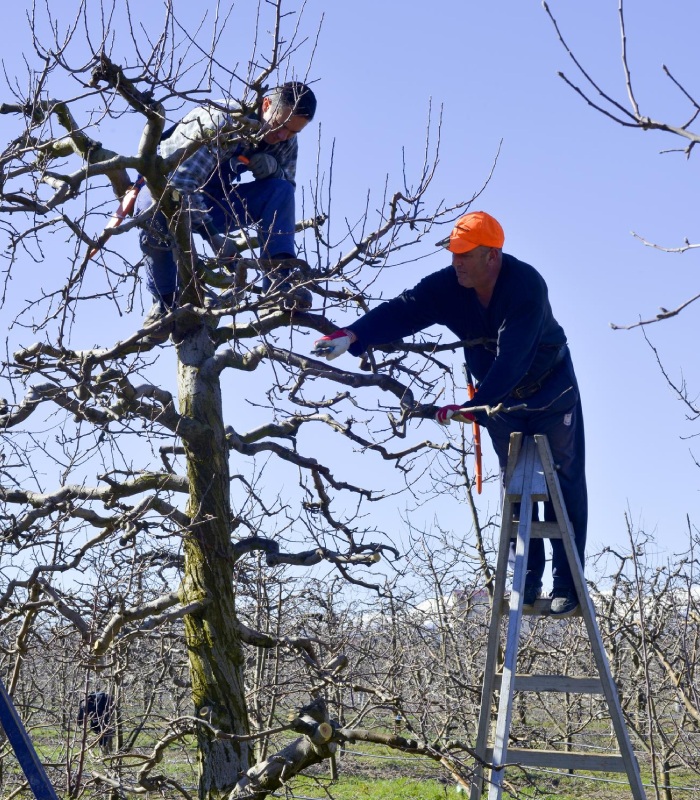 Taille manuelle d’une branche d’arbre au sécateur