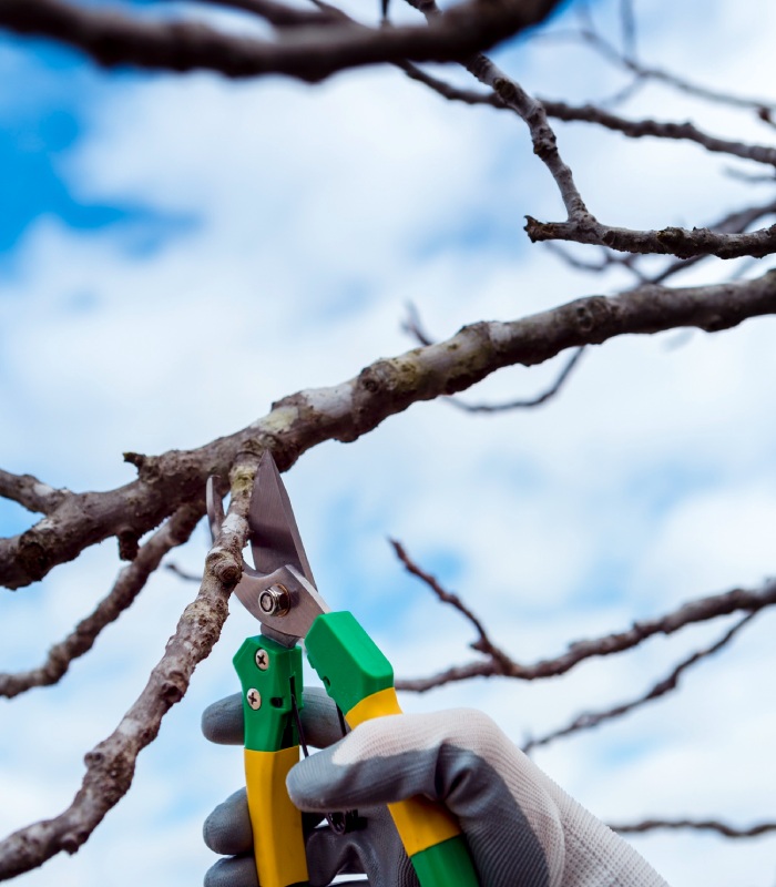 Taille et soin d’un arbre fruitier par des professionnels